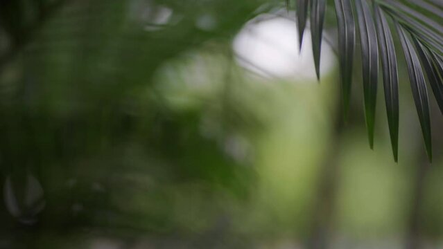 Green coconut palm tree leaf with shadow bokeh background