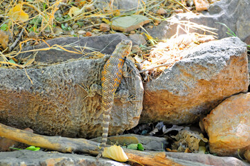 Lizard on rock Grand Canyon