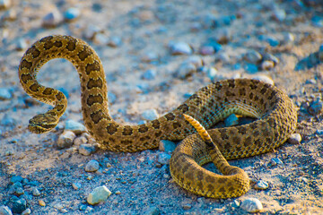 Rattlesnake a western symbol
