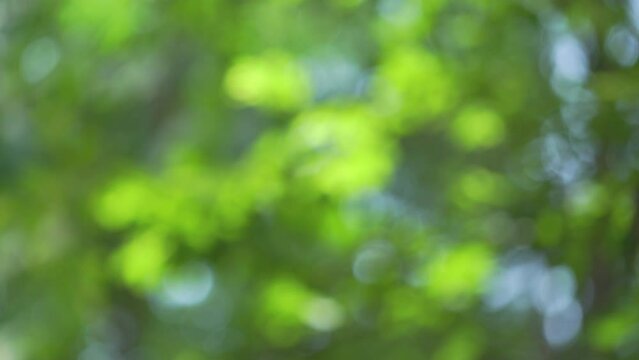 4K High quality video Green bokeh full frame as abstract motion blur background. Nature video background concept