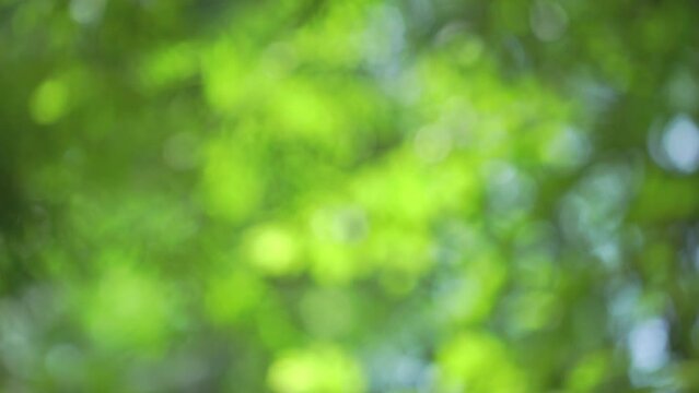 4K High quality video Green bokeh full frame as abstract motion blur background. Nature video background concept