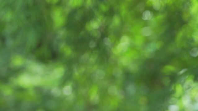4K High quality video Green bokeh full frame as abstract motion blur background. Nature video background concept
