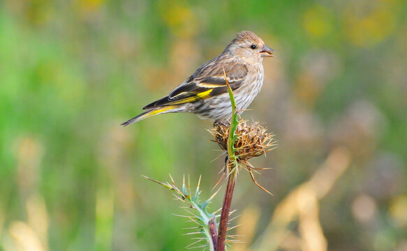 Small bired with seed