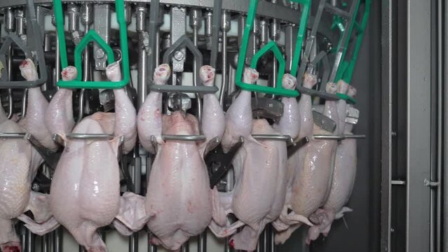 Automatic lock chicken whole after cutting feet in meat process line.