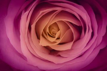 Close up of beautiful orange pink  rose. This is a symbol of Love.