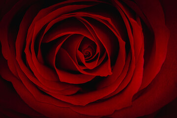 Close up of beautiful red rose. This is a symbol of Love.