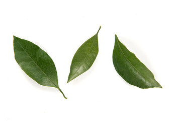 Fresh mandarin leaf on white background