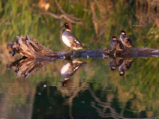 Golden Eye Mum with ducklings on a tree
