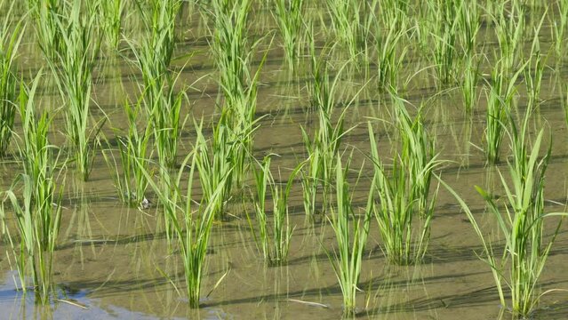 Rice seedlings planted in a paddy field in mid-summer in Japan, exuding vitality.