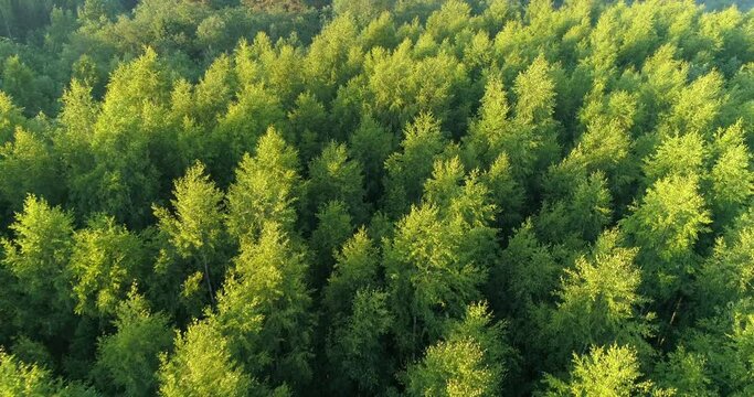 Aerial view of green summer forest аrom above. Video using the copter. Top view
