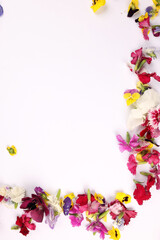 Beautiful colourful yellow violet wite red edible flowers border frame on white background copy text space