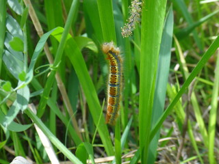 Caterpillars with toxic hair eating gramineous plants