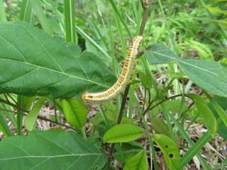 Yellow ocher caterpillar with toxic hair