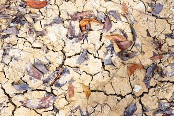dry ground surface The soil is cracked and dry and fallen leaves.