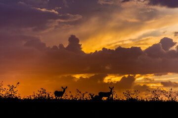 Fototapeta na wymiar Deer and sunset