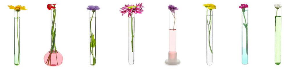 Set of test tubes with flowers on white background