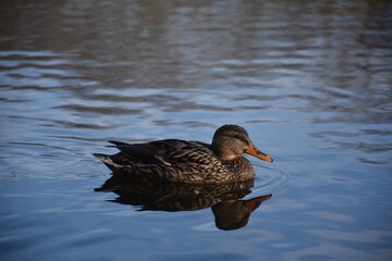 duck on the water