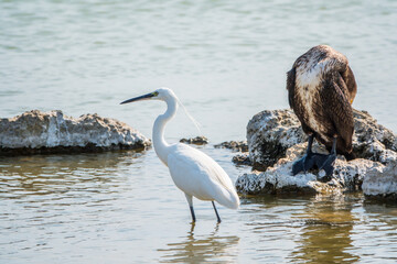 Small white heron, or Little egret, Egretta garzetta, and Great cormorant, Phalacrocorax carbo, sitting on a cliff and looking for fish in shallow water