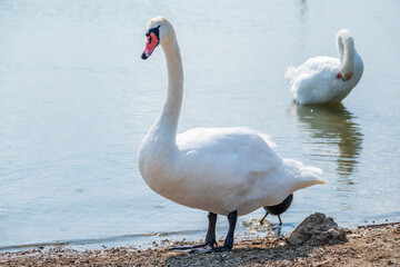 Graceful white Swan with a red beak stands on the bank of a pond