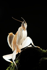 Flower mantis in dark background