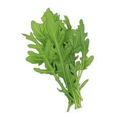 Arugula