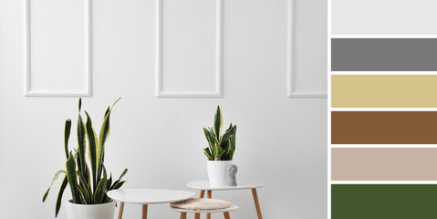Modern tables and houseplants near light wall in room. Different color patterns