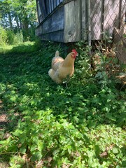 free range chicken outside of the coop