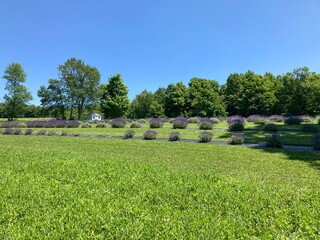 lavender bushes in a field with a blue sky