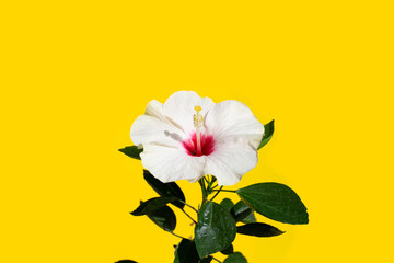 Hibiscus flower on yellow background.