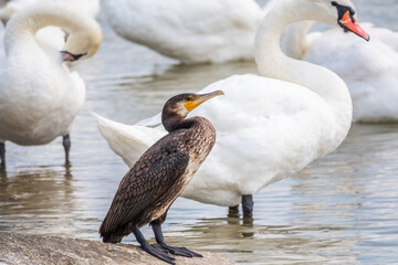 Obraz premium Great cormorant stands among white swans on the lake shore