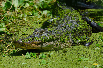 Alligator hidding in the marsh
