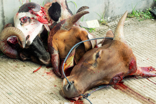 bull head and goat in Eid al Adha event at slaughterhouse