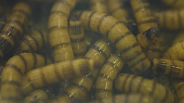 Wriggling Zophobas Worms are being studied as a futurer solution to  plastic pollution