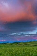 Naklejka na ściany i meble panoramic background of Indonesia's beautiful natural scenery. sunrise over the rice fields