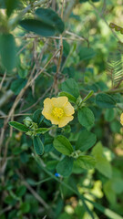 Wild flowers that grow near the rice fields look colorful and very beautiful