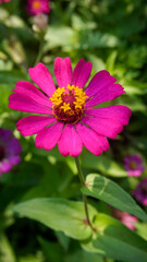 Obraz premium Wild flowers that grow near the rice fields look colorful and very beautiful