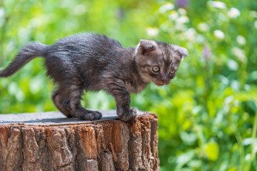Cute gray kitten close up. Kitten at two month old of life on nature, outdoors