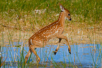 Fawn playing in the marsh