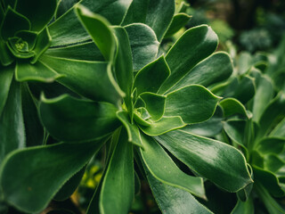close up of green leaves