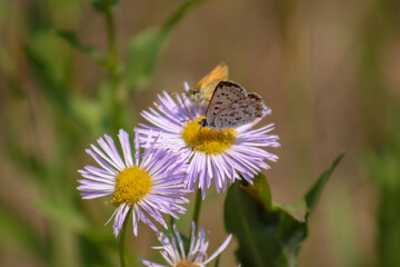 butterfly on a flower
