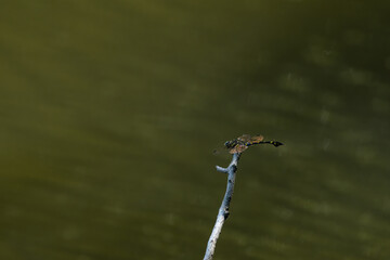 黄色と黒色のしま模様のオニヤンマ