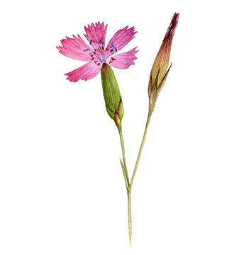 watercolor drawing flower of maiden pink, Dianthus deltoides isolated at white background , hand drawn botanical illustration