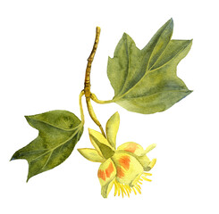 watercolor drawing branch of tulip tree, Liriodendron, hand drawn illustration