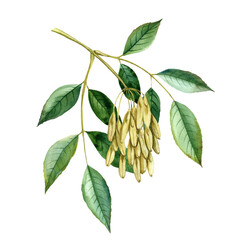 watercolor drawing branch of ash tree, Fraxinus excelsior, hand drawn illustration