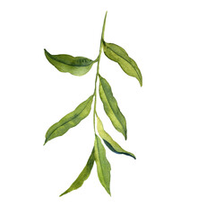 watercolor drawing branch of willow tree, hand drawn illustration