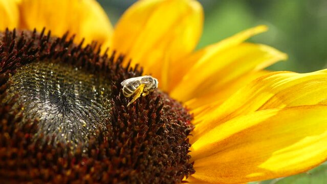 Bee and Sunflower