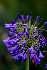 African Lily . Deep blue . Double image