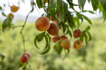 Peaches hanging on a fruit tree in the orchard