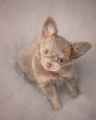 Long hair chihuahua Puppy