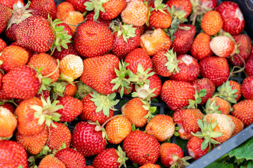 A box of freshly picked strawberries in the field